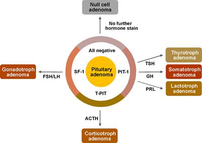 Clinical Relevance of New World Health Organization Classification System for Pituitary Adenomas: A Validation Study With 2-Year Experience